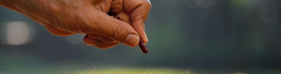 Yerli Tohumlara İlgi Artıyor