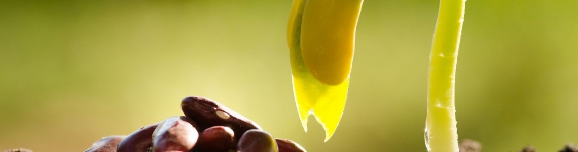 İklim Değişikliği Tohum Seçimini Etkiliyor