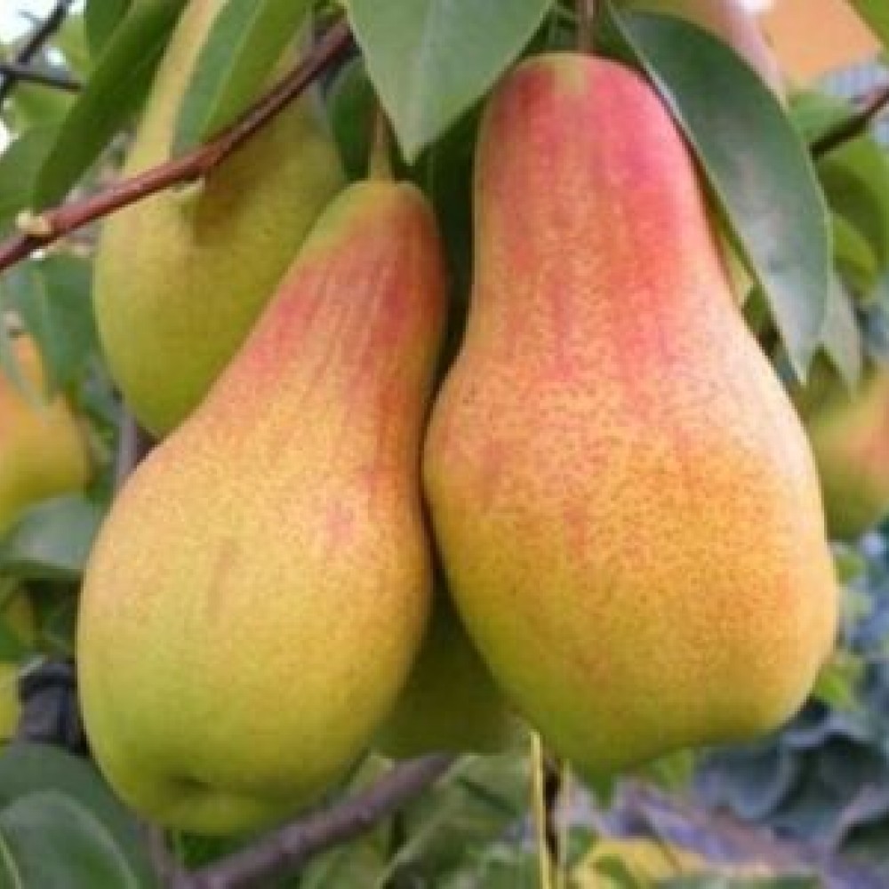 Talkar Armut Fidanı