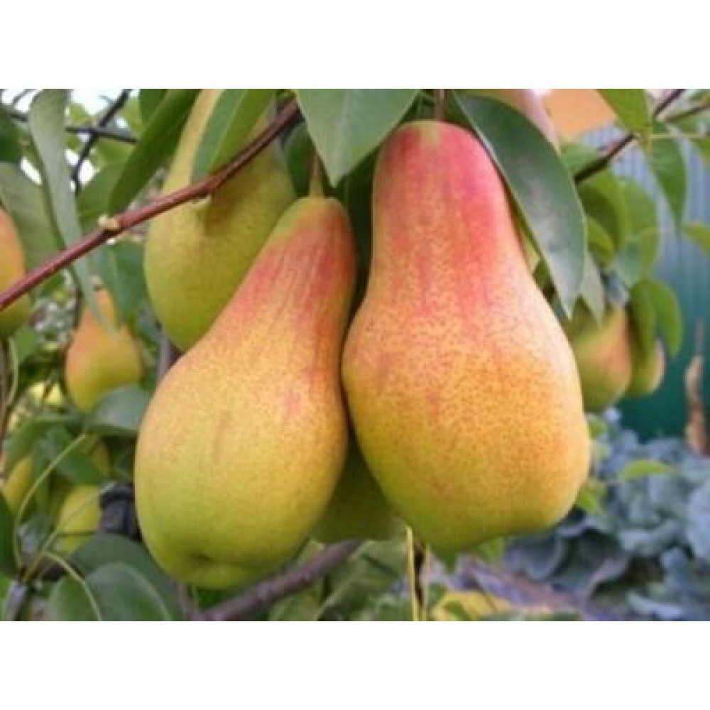 Talkar Armut Fidanı