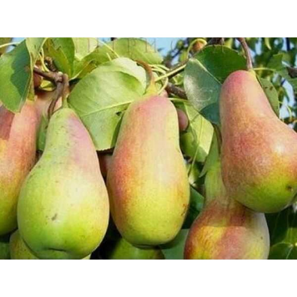 Talkar Armut Fidanı