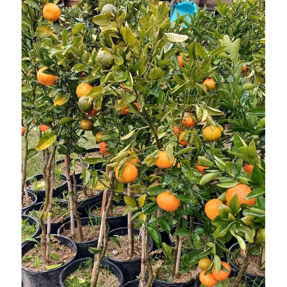 Mandalina Fidanı